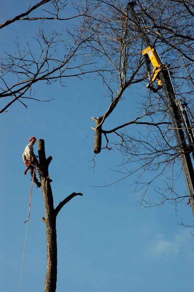 dangers of DIY pruning