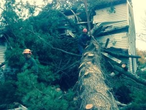 root system causes tree hazard