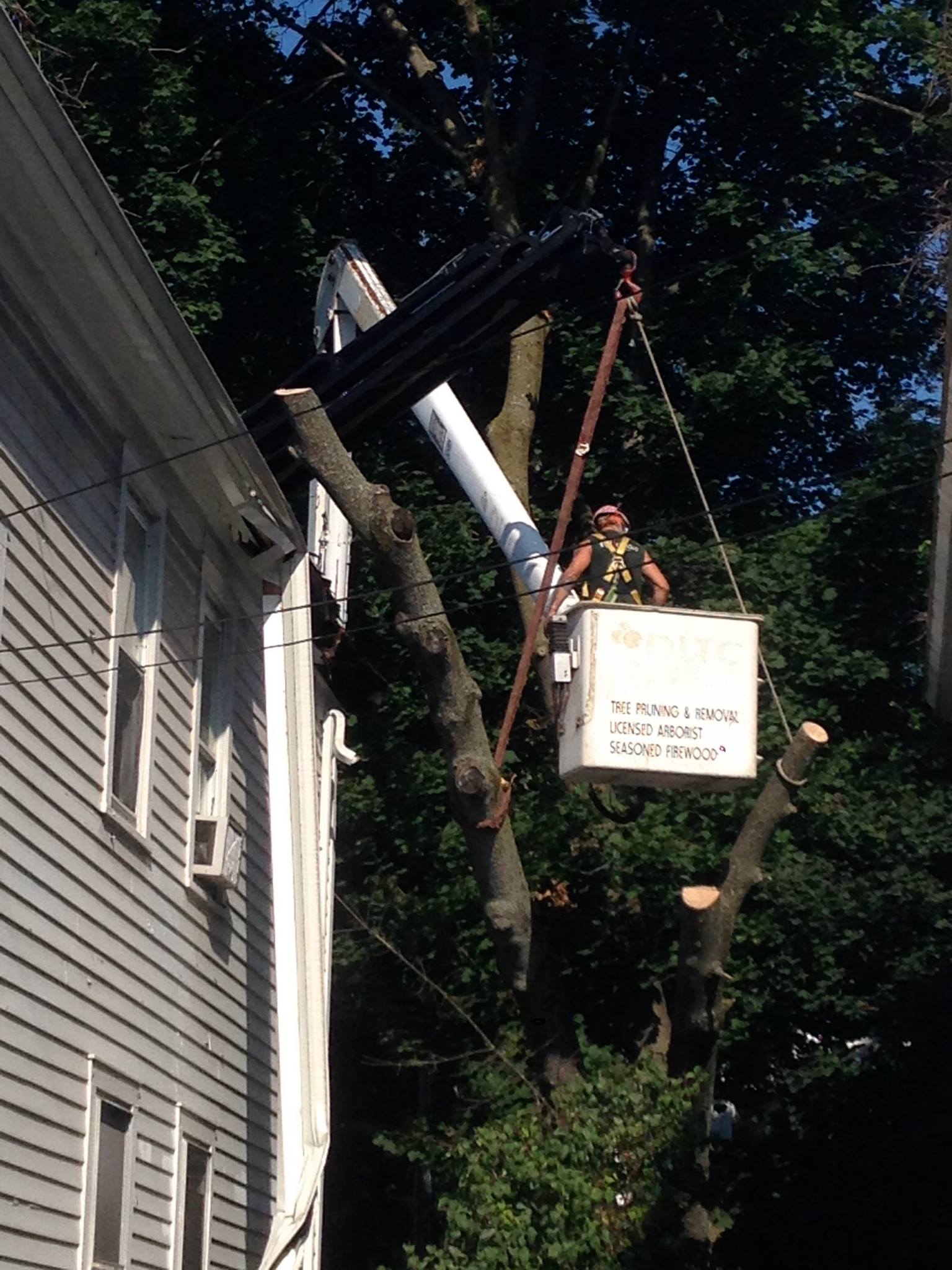 Can I Use Trees For Firewood? Best & Worst Wood To Burn Red Cedar Inc