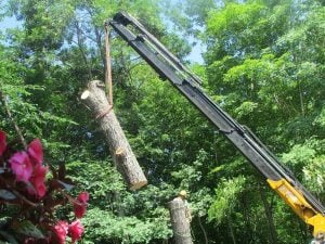 tree work machinery