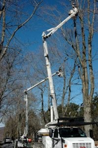 winter tree work in winter tree pruning in winter