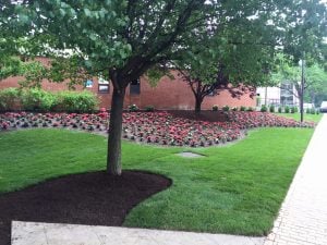 mulching keeps trees cool summer tree car