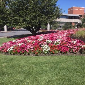 fall planting encourages spring growth