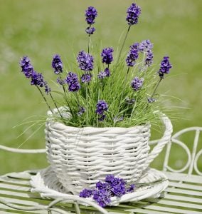 lavender as mosquito repellent