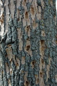 emerald ash borer symptoms 