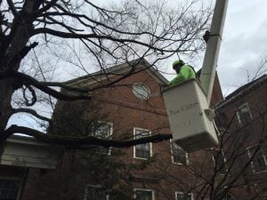 pruning bradford pear tree