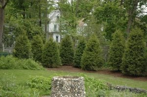 plant evergreen trees in spring and fall