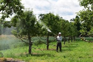 tree company near me tree service near me