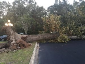 winter tree protection from storm damage