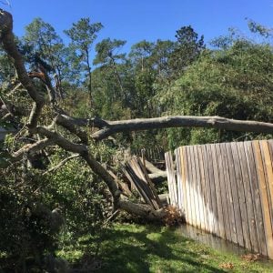 winter tree work and tree damage in winter