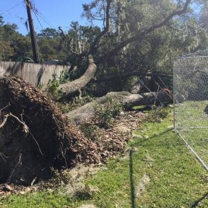 tree removal service on hazard trees