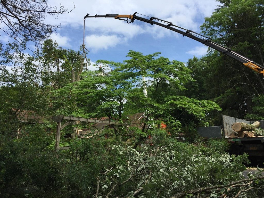 crane tree services and pest control