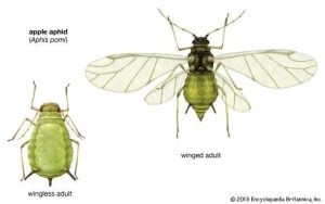 aphids treatment how to identify aphids