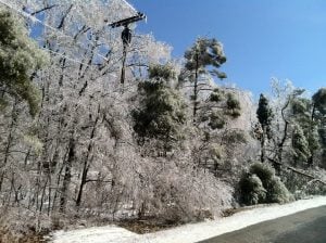 protecting trees from frost