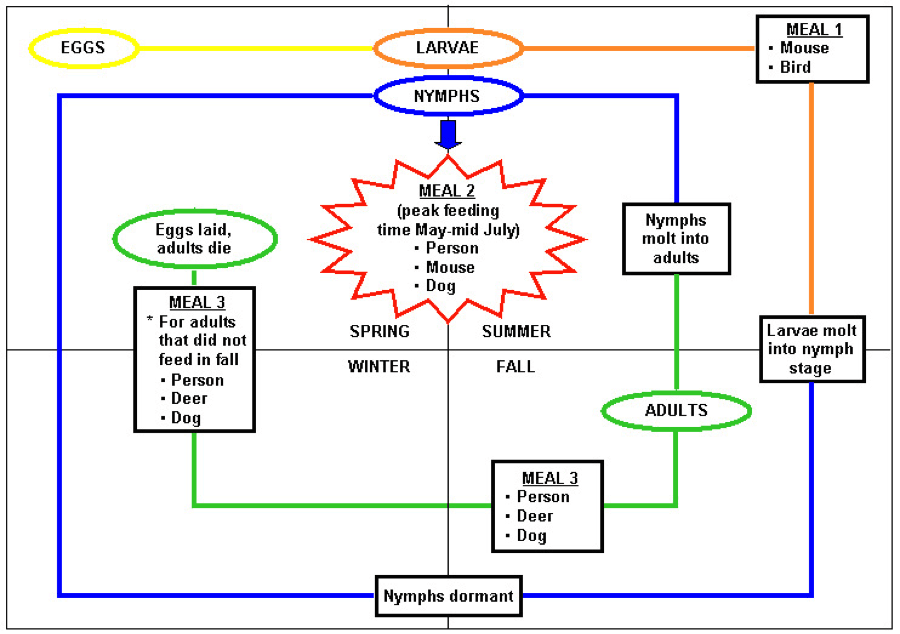 2-year-life-cycle-of-the-deer-tick