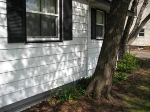 proper tree space dangers of planting a tree too close to your home