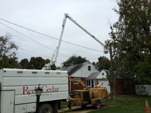 arborist site inspection 