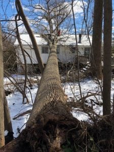 emergency tree removal services 