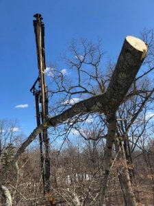 tree removal stump removal replanting in same spot