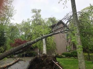 preventing tree damage