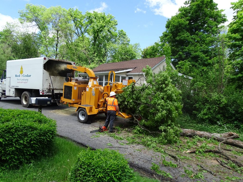 certified tree specialist