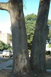 winter deer damage from antler rubbing