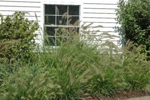 landscaping mistakes, forgetting view from inside