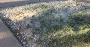 cottonwoods cotton on ground