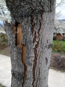 tree problems associated with winter drought