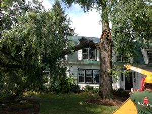 tree service weak limbs tree removal 