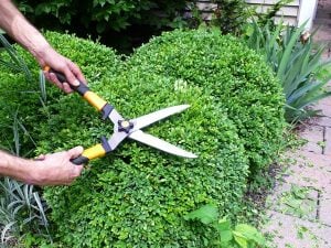 how to prune a boxwood