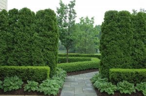 landscaping for privacy, privacy hedges