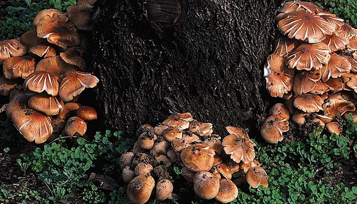 Armillaria mushrooms