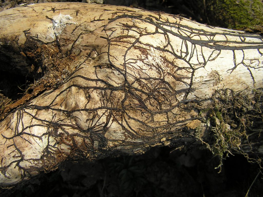 Armillaria Shoestring Mycelium 