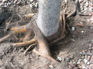 girdling tree roots