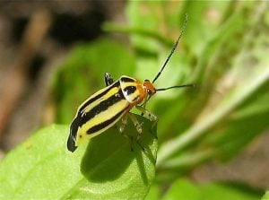 insect identification ash plant bug