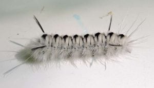 insect identification black and white caterpillar