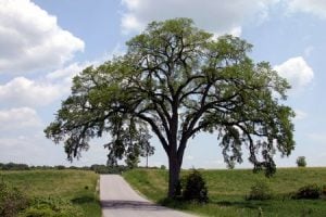 trees with shallow roots