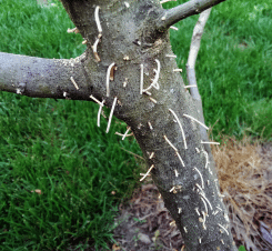 ambrosia beetle saw dust coming out of tree trunk