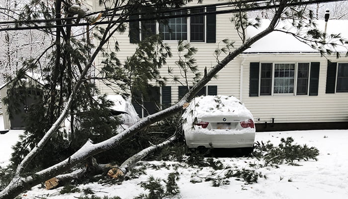 Bombogenesis downed trees and power lines