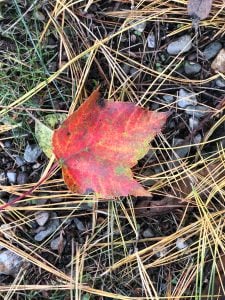 why do tree leaves change color