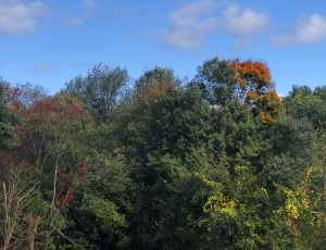 why do tree leaves change color