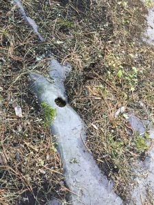 ambrosia beetle attacks weakened trees