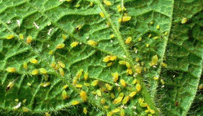 Integrated pest management for aphids