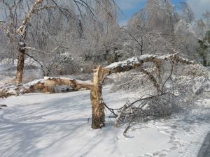 winter storm stella tree damage