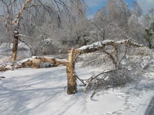 Bombogenesis downed trees and power lines