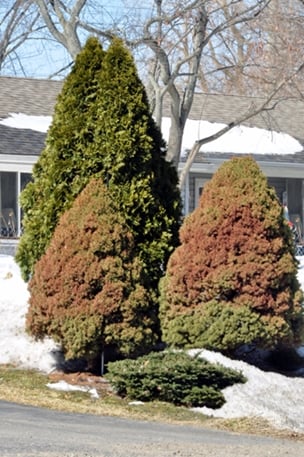 winter plants evergreens brown in winter