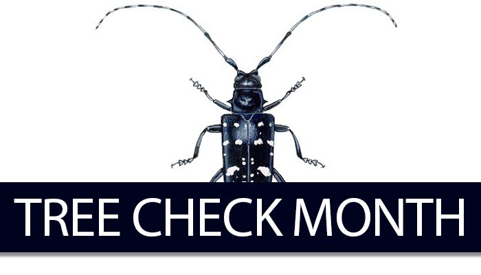 The longhorned beetle tree check month