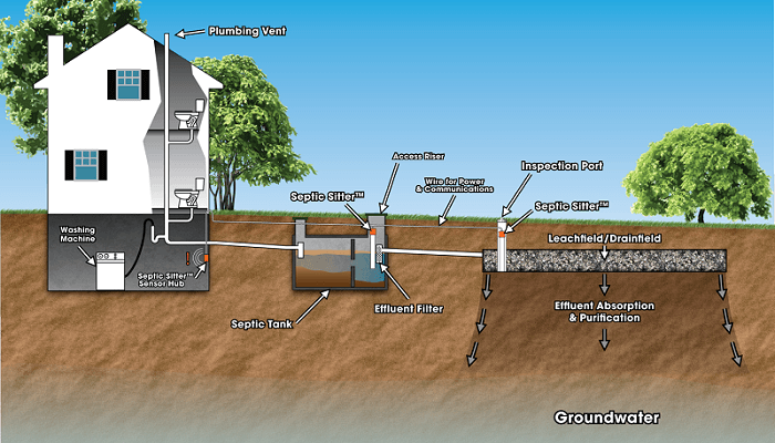 trees with shallow roots to plant above septic tank