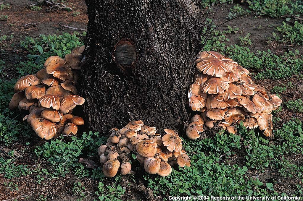 Armillaria mushrooms